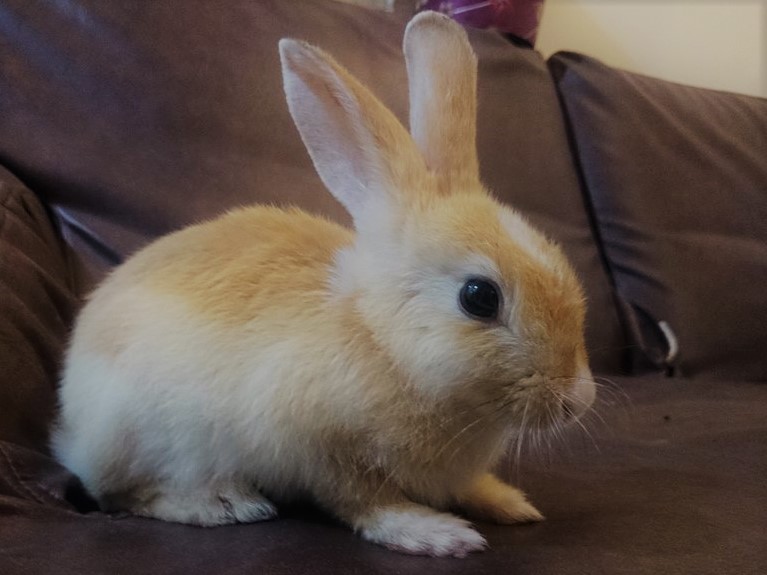 rabbitscout.com about us