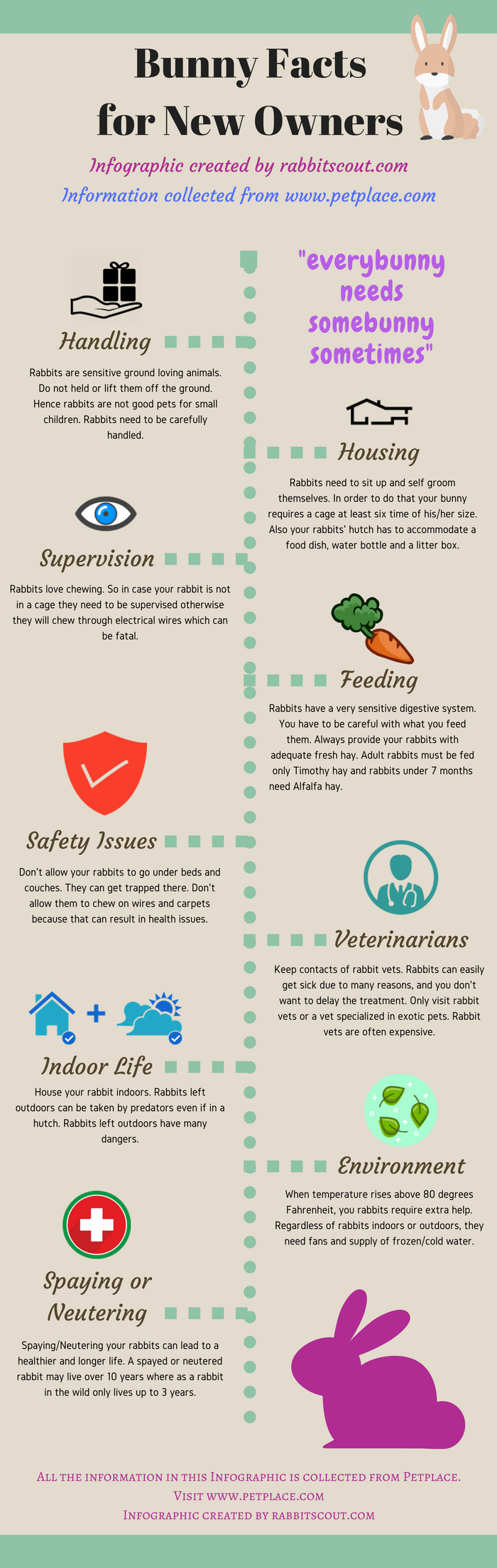 bunny facts for new owners