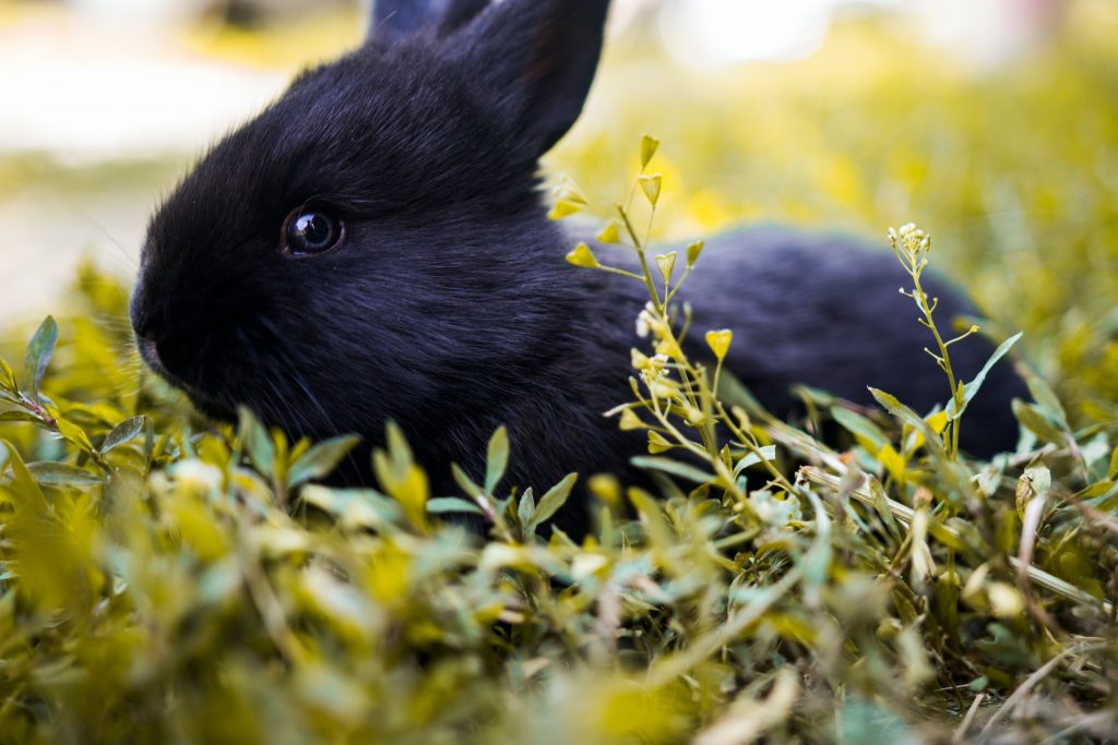 How to Teach a Rabbit Her Name How to Teach a Rabbit Her Name