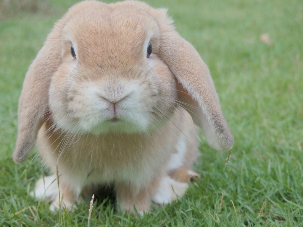 Will My Rabbit Respond To His Name? Will My Rabbit Respond To His Name?