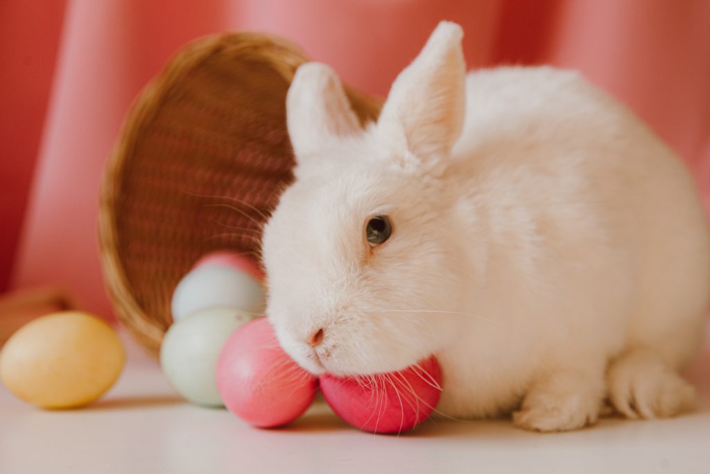 Fun Facts About Female Rabbits