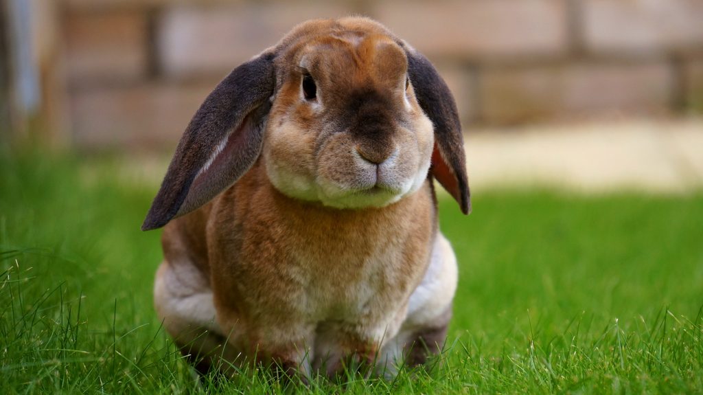 What Makes a Good Male Pet Rabbit Name? What Makes a Good Male Pet Rabbit Name?