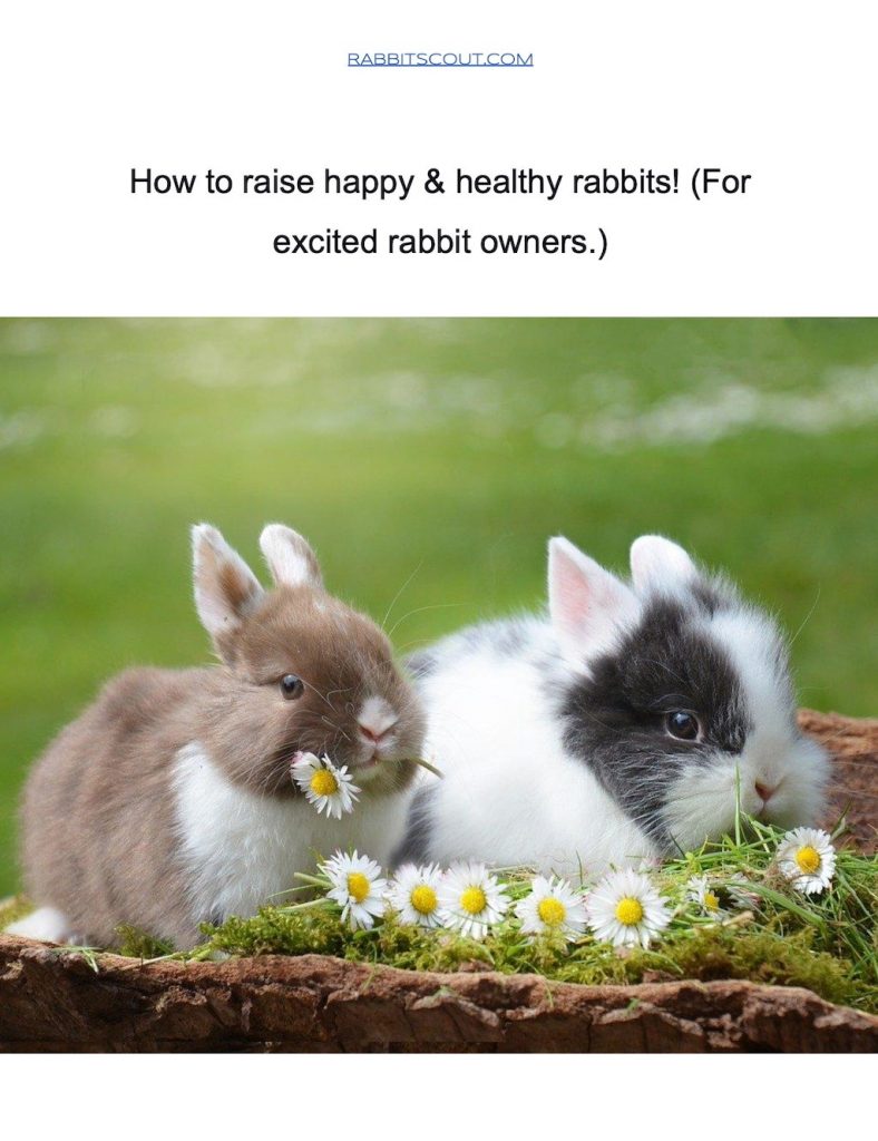 How to raise happy & healthy rabbits!